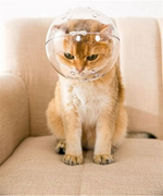 Cat Space Hood