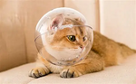 Cat Space Hood