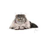 Royal Canin Persian Adult Cat Food.