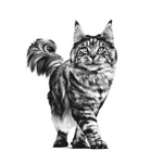 Royal Canin Renal All Breeds Adult Cat Food.