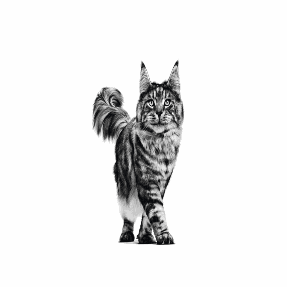 Royal Canin Urinary S/O All Breeds Adult Cat Food.
