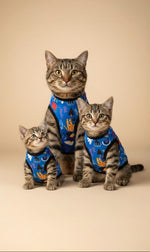 Three cats wearing matching blue outfits with colorful patterns on a beige background, branded 'Petmoda'.