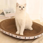 Cat sitting on a round, elevated cat bed with a patterned edge.