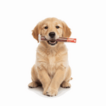Dog with Treat