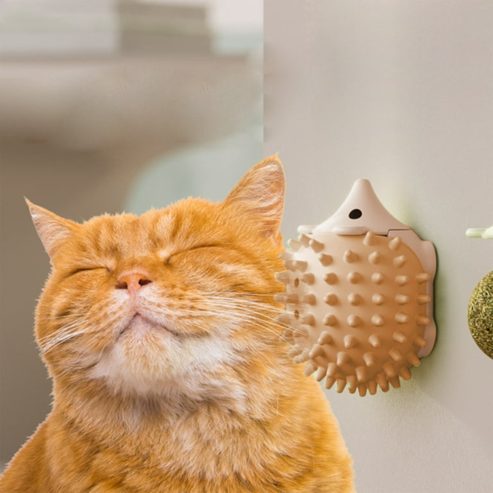 Orange cat interacting with a textured wall-mounted pet toy