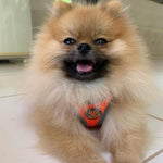 DOCO® Athletica QUICK FIT Dog Harness.