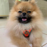 DOCO® Athletica QUICK FIT Dog Harness.