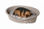 Griffon Sleeping in Snake Print Bed