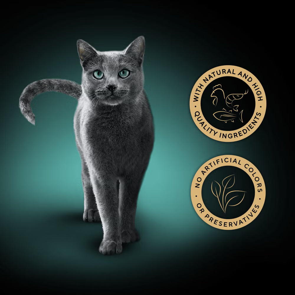 Gray cat on a gradient background with two gold circular logos.