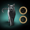 Gray cat on a gradient background with two gold circular logos.