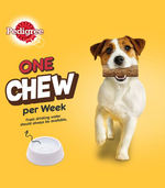 Dog holding a chew toy with Pedigree branding on a yellow background