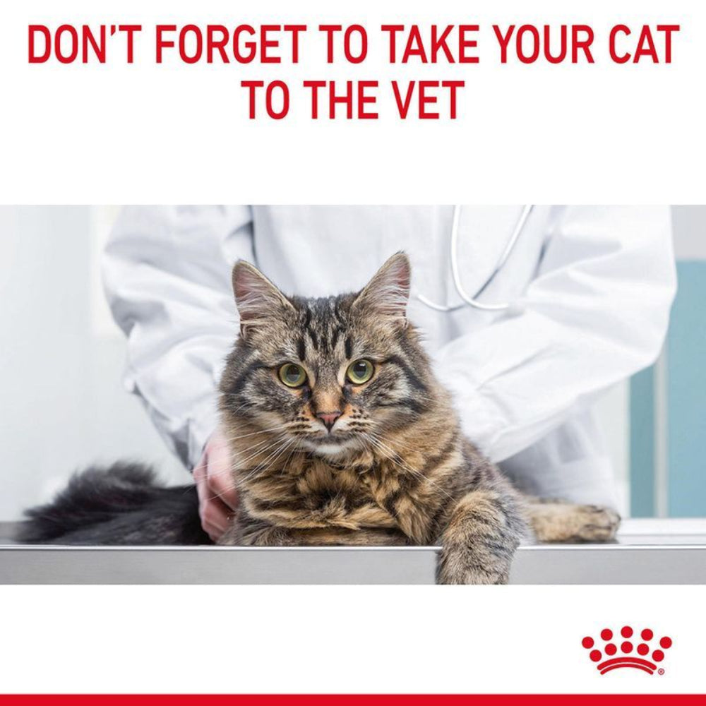 Cat being examined by a vet with a warning to take cats to the vet.