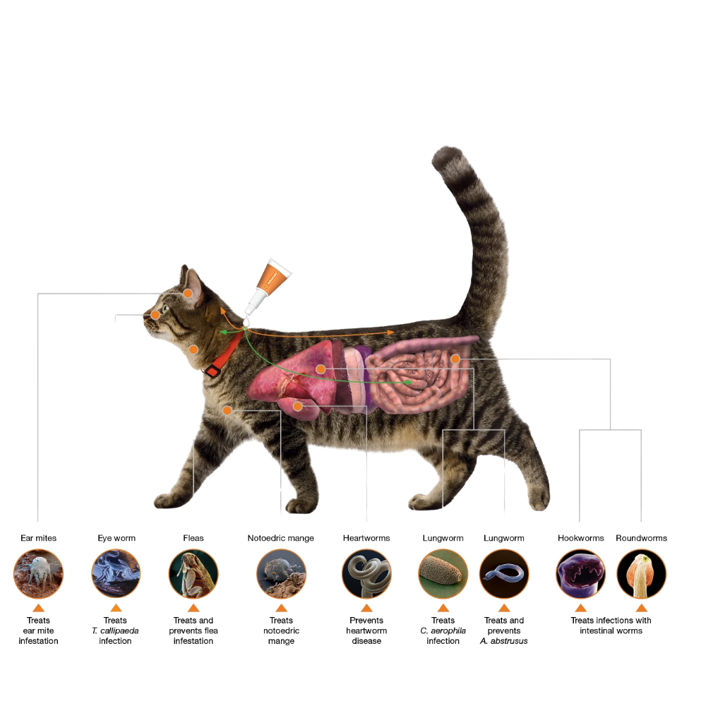 Advocate For Small Cat - 1 Ampoule