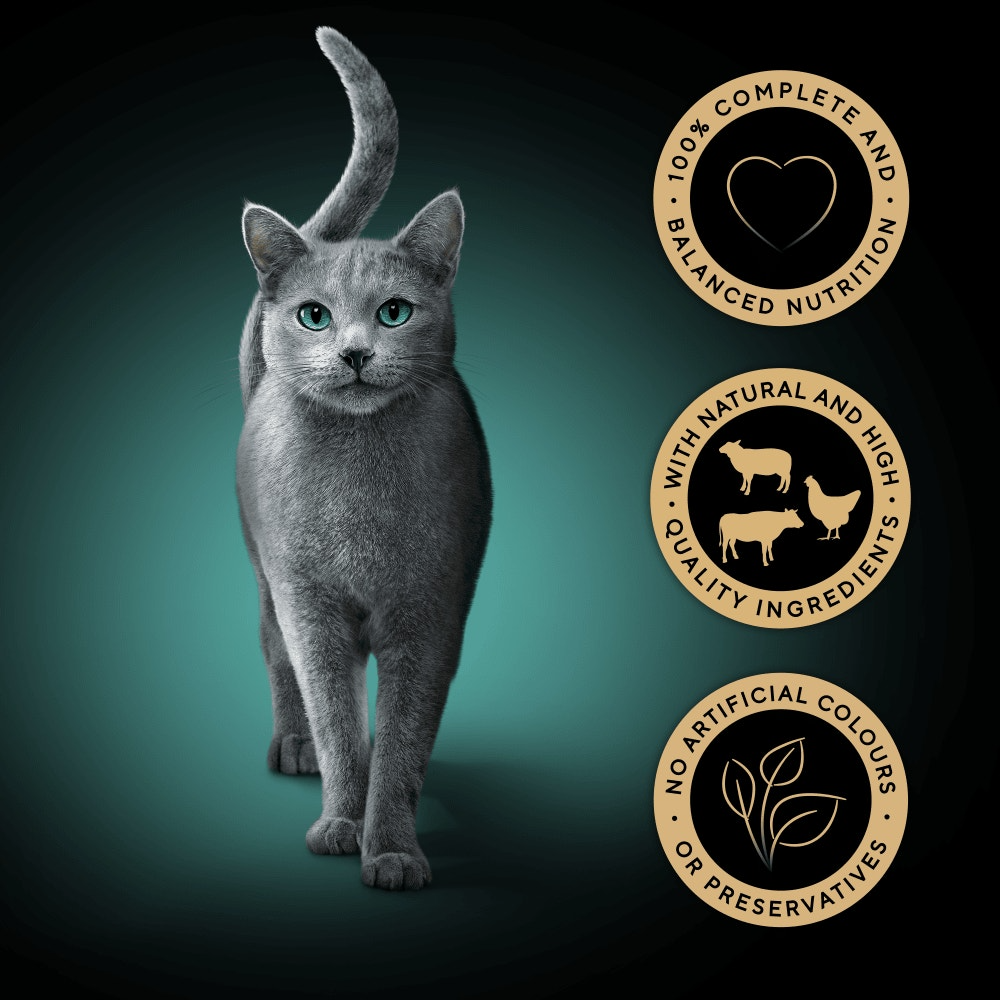 Gray cat with decorative elements on a dark green background