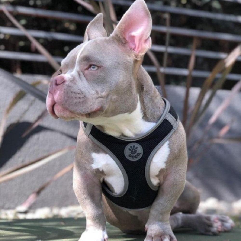 DOCO® Athletica QUICK FIT Dog Harness.