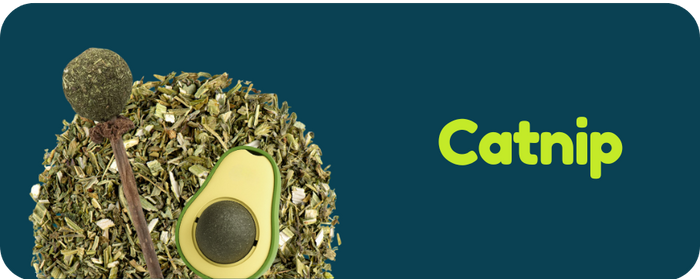 Avocado-shaped container filled with catnip on a blue background with 'Catnip' text.