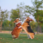 DOCO® Signature Step-In Dog Harness.