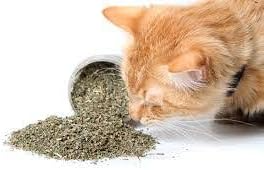 Nunbell Catnip for Cat 150ML