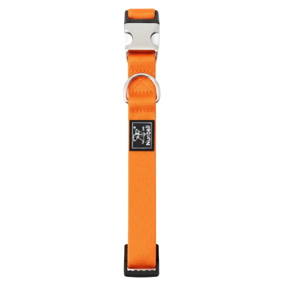 Orange dog collar with metal buckle on a white background