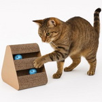 Cat playing with a cardboard toy with blue balls on a white background