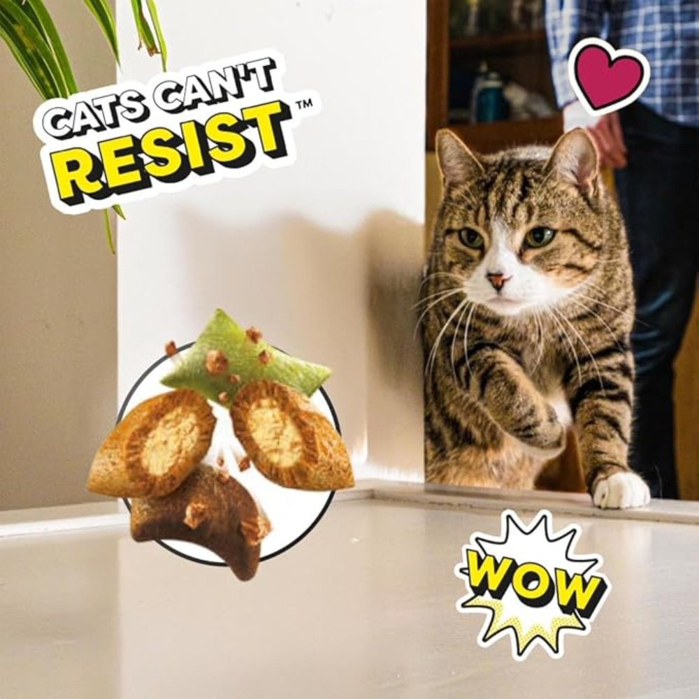 Cat looking at a plate of cat treats with text 'Cats Can't Resist' and 'WOW'.