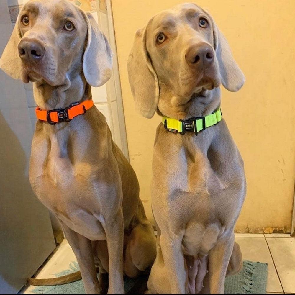 DOCO® DD Nylon Dog Collar.