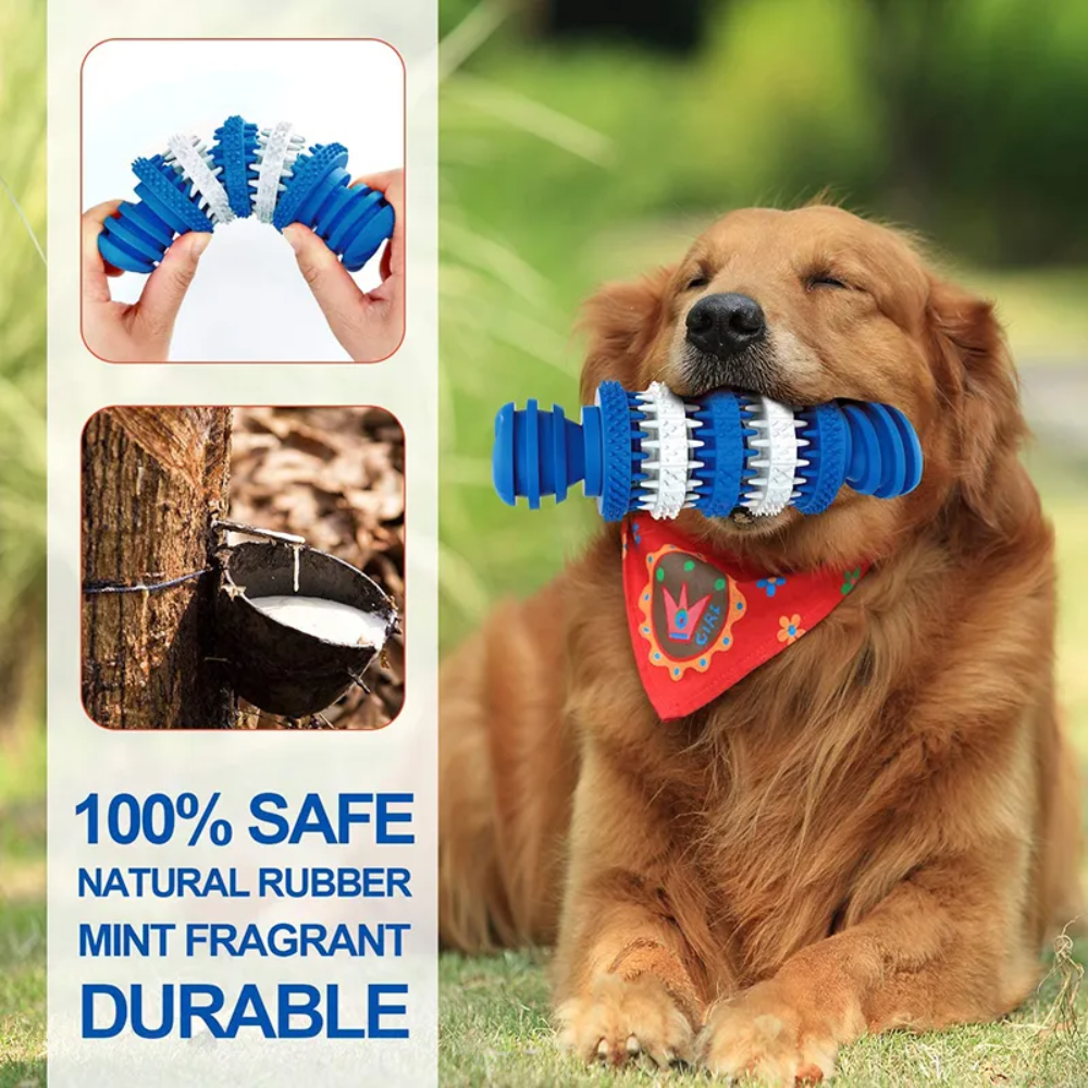 Dog playing with a blue and white rubber toy outdoors