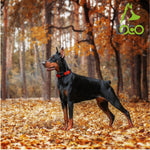 DOCO® Puffy Mesh Dog Collar.