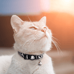 DOCO® LOCO Cat Collar - Printed Pattern.