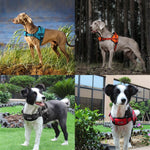 DOCO®VERTEX Power Dog Harness.