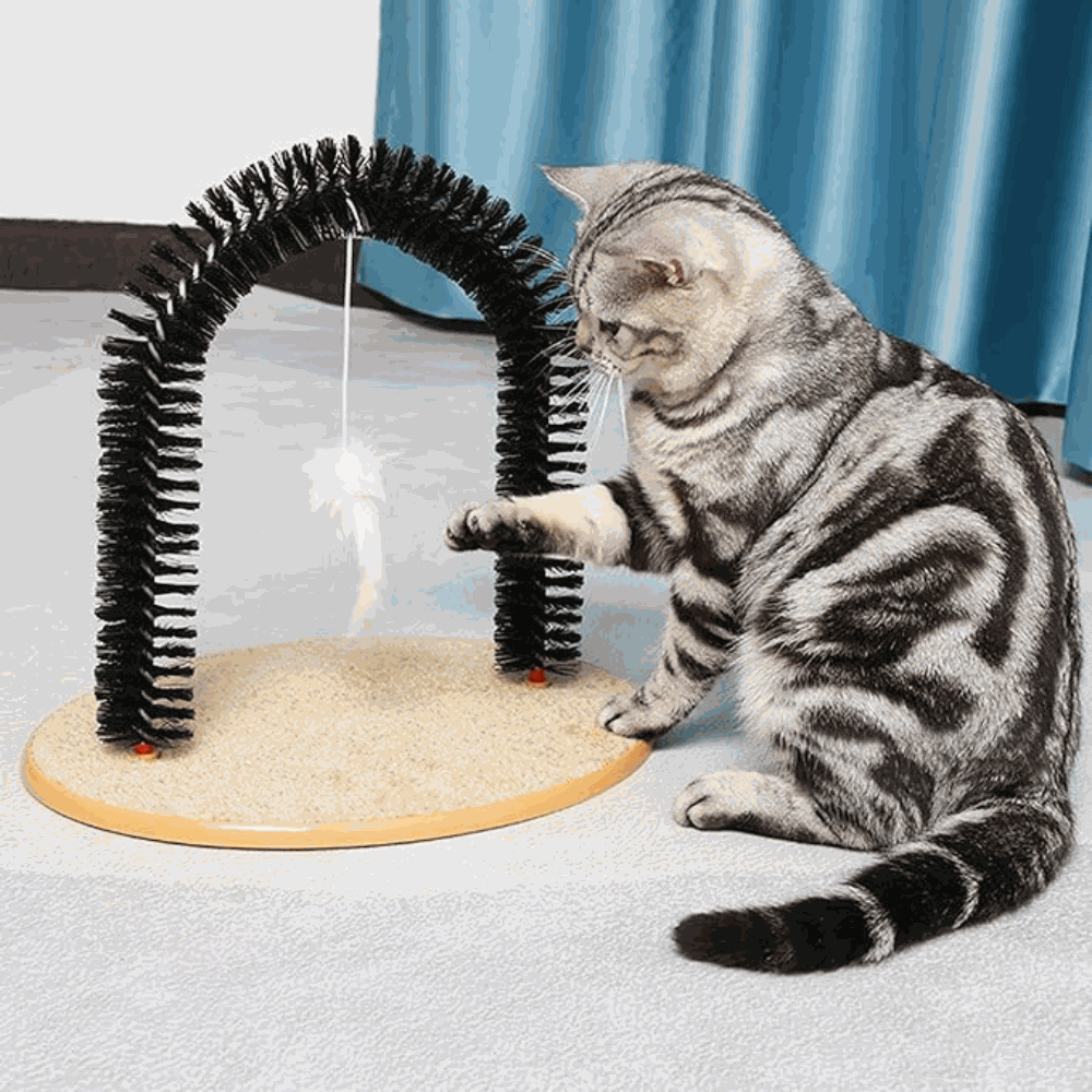 Cat playing with a cat toy arch on a light surface with blue curtains in the background