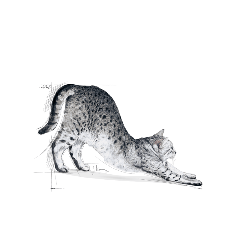 Royal Canin Indoor 27 All Breeds Adult Cat Food.