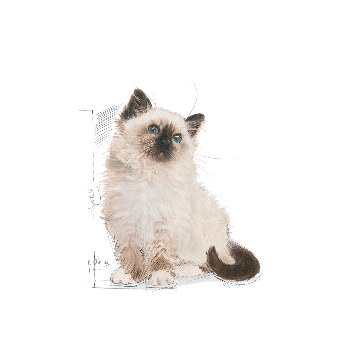 Royal Canin Kitten Second Age All Breeds Cat Food.