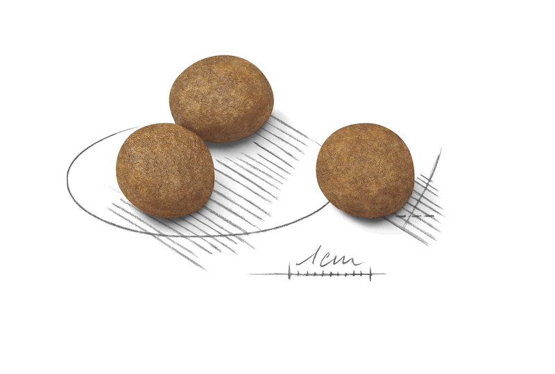 Royal Canin Maxi Large Breed Puppy Food.