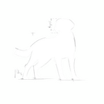 Royal Canin Medium Medium Breed Adult Dog Food.