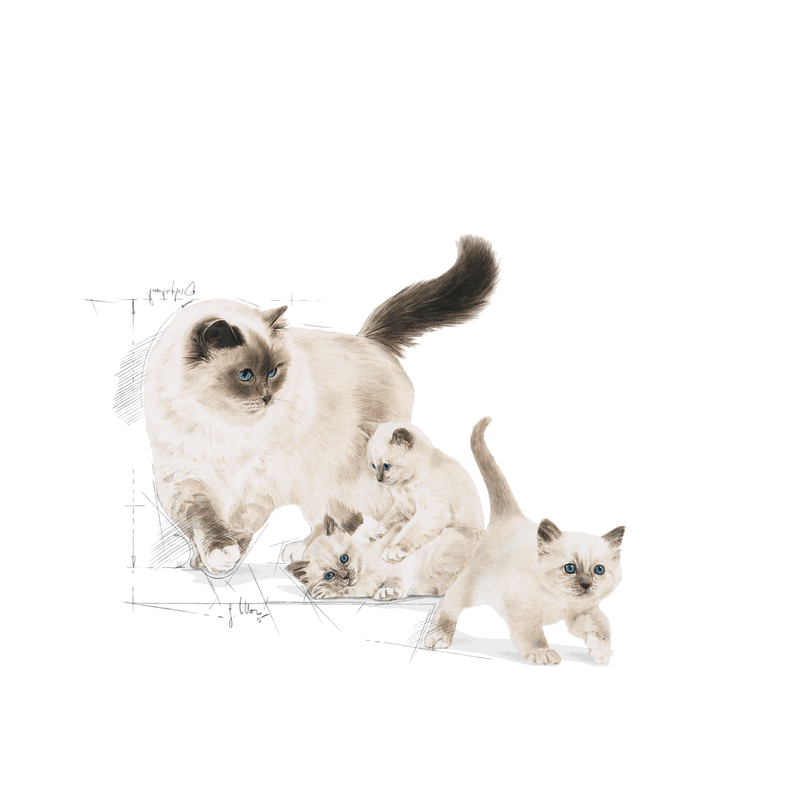 Royal Canin Mother & Babycat Cat Food.