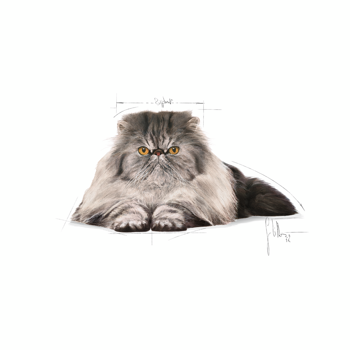 Royal Canin Persian Adult Cat Food.