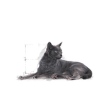 Royal Canin Sterilised 7+ All Breeds Mature Cat Food 1.5kg.