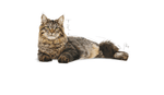 Royal Canin Urinary Care All Breeds Adult Cat Food.