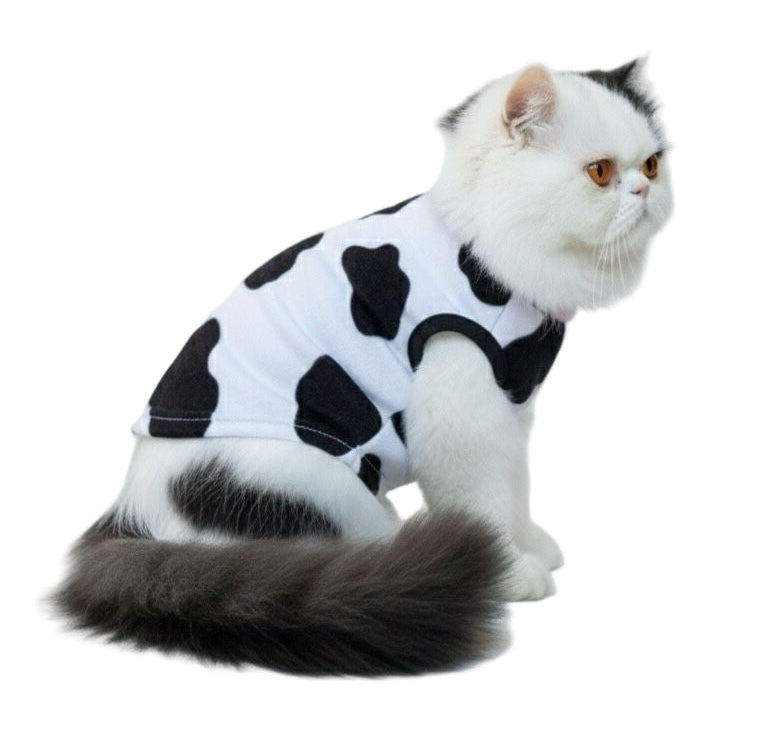Cat wearing a cow print outfit on a white background