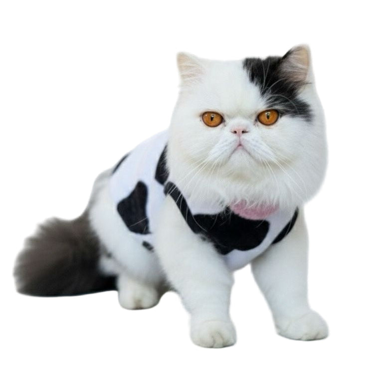 Multicolored cat wearing a black and white patterned harness on a white background