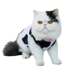 Multicolored cat wearing a black and white patterned harness on a white background