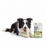 Border Collie Chewing Nunbell Bone