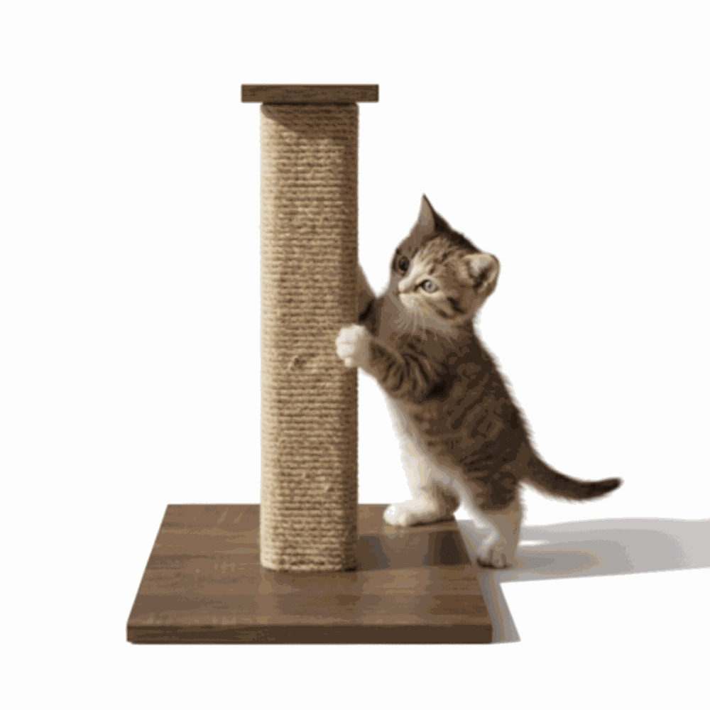 Cat scratching post with kitten on white background