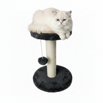 Cat sitting on black cat scratcher