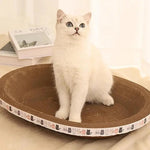 Cat sitting on a round, elevated cat bed with a patterned edge.