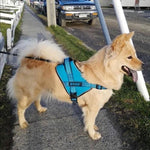 DOCO®VERTEX Power Dog Harness.