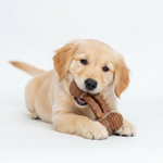 Teething Set Dog Toy
