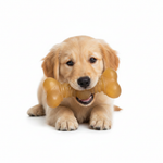 Dog Chewing Golden Bone