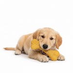 Dog Chewing Yellow Bone
